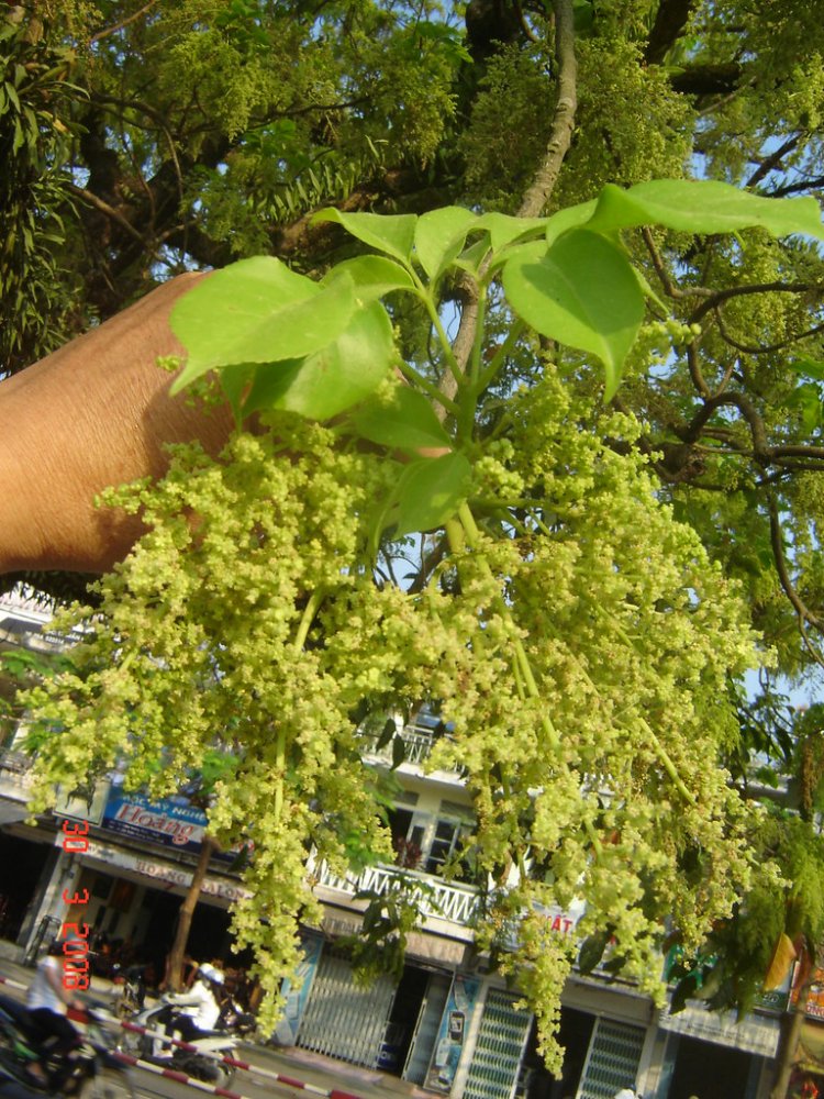 Nhội, thu phong, ô dương, trọng dương mộc (Bischofia trifoliata (Roxb.) Hook.f. (Bischofia javanica Blume, Andrachne triofiata Roxb.))