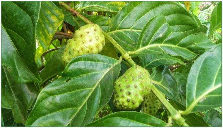 Nhàu, cây ngao, nhau núi, nhàu rừng (Morinda citrifolia L)