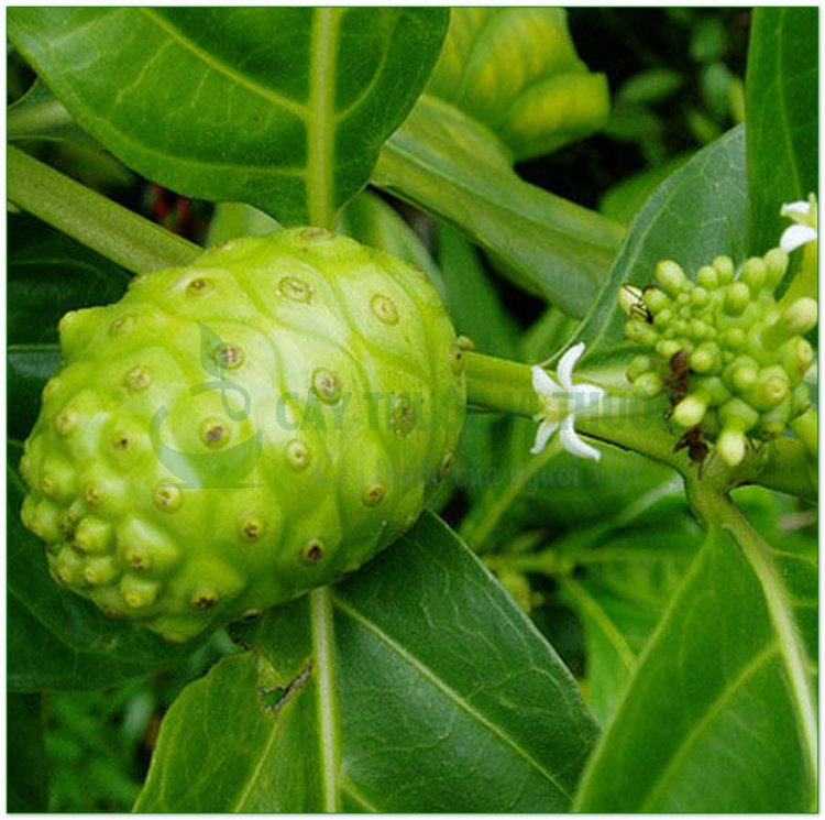 Nhàu, cây ngao, nhau núi, nhàu rừng (Morinda citrifolia L)