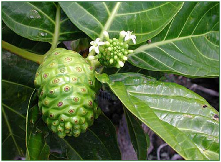 Nhàu, cây ngao, nhau núi, nhàu rừng (Morinda citrifolia L)