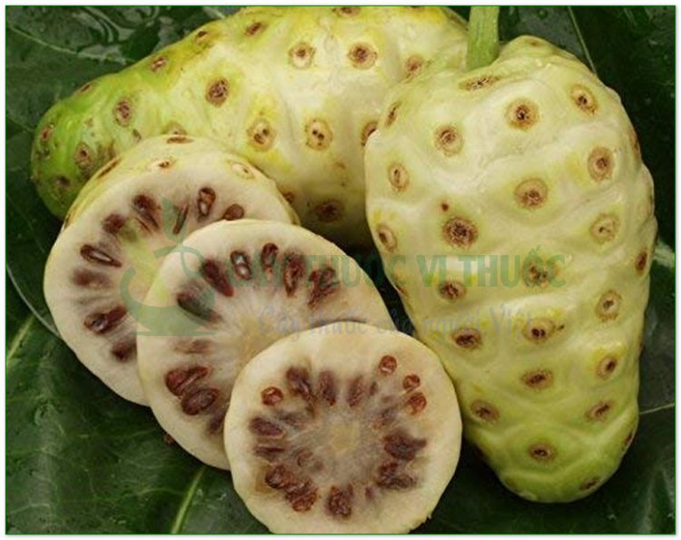 Nhàu, cây ngao, nhau núi, nhàu rừng (Morinda citrifolia L)