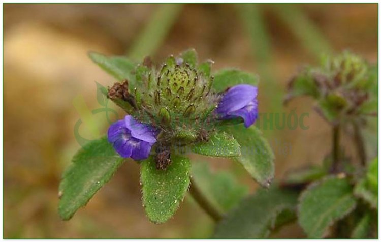 Cây nhân trần Việt Nam, Cây nhân trần bồ bồ, Cây nhân trần Trung Quốc (Adenosma caeruleum, Adenosma capitatum, Adenosma bracteosum, Artemisia capillaris)