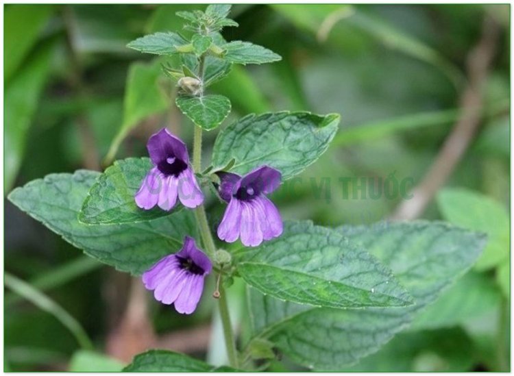 Cây nhân trần Việt Nam, Cây nhân trần bồ bồ, Cây nhân trần Trung Quốc (Adenosma caeruleum, Adenosma capitatum, Adenosma bracteosum, Artemisia capillaris)