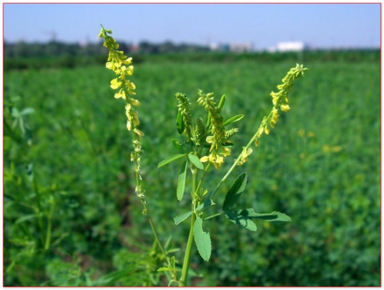 Nhãn hương, kiều đậu (Melilotus suaveolens Ledeb)