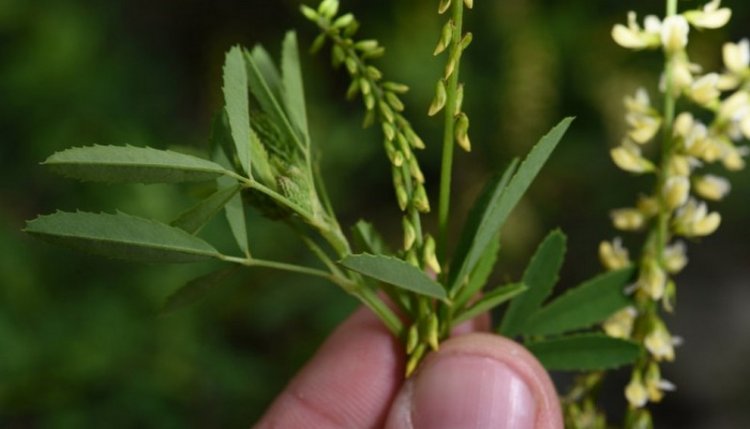 Nhãn hương, kiều đậu (Melilotus suaveolens Ledeb)