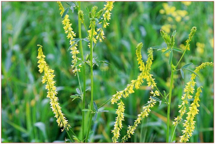 Nhãn hương, kiều đậu (Melilotus suaveolens Ledeb)