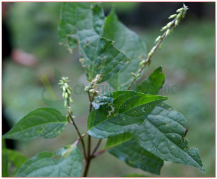 Ngưu tất, cây cỏ xước, hoài ngưu tất (Achyranthes hidentata Blume)