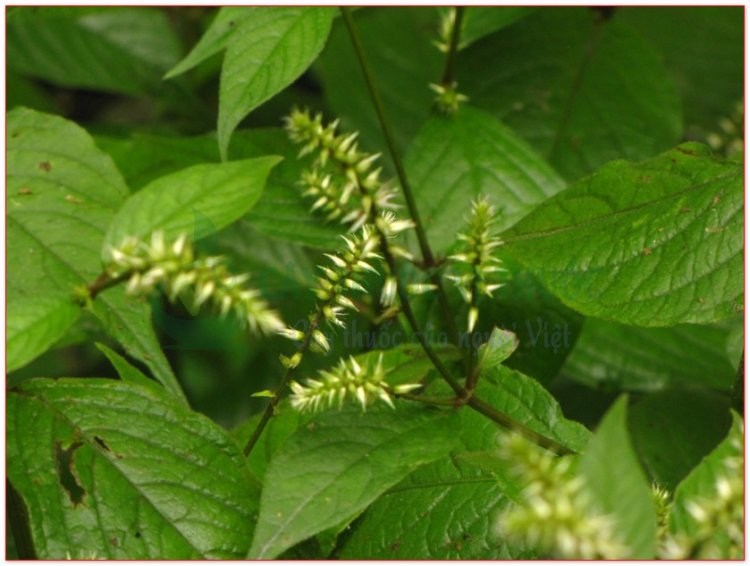 Ngưu tất, cây cỏ xước, hoài ngưu tất (Achyranthes hidentata Blume)