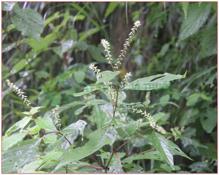 Ngưu tất, cây cỏ xước, hoài ngưu tất (Achyranthes hidentata Blume)