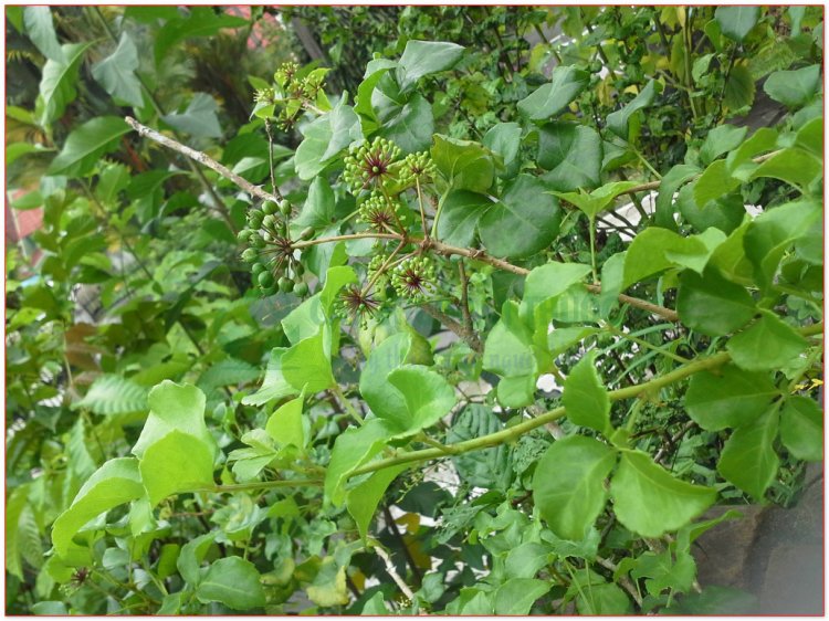 Ngũ gia bì, xuyên gia bì, thích gia bì, ngũ gia bì gai (Acanthopanax aculeatus Seem (Acanthopanax aculeatum Hook. Acanthopanax trifoliatus (L). Merr.))