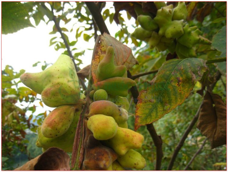 Ngũ bội tử, bầu bí, măc piêt, bơ pật (Galla sinensis)