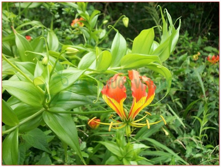 Ngọt nghẹo, nghẽo nghọt, roi, cỏ củ nhú nhoái, vinh quang rực rỡ, phan ma ha (Gloriosa superba L, Gloriosa simplex Don.)