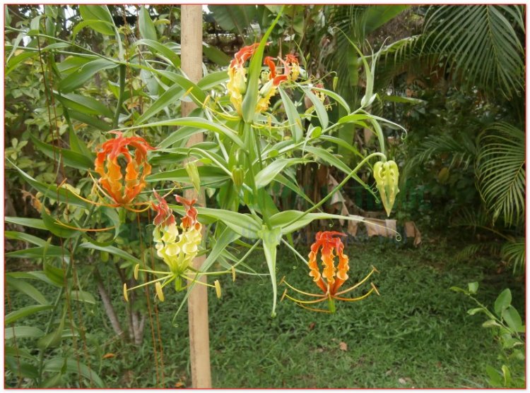 Ngọt nghẹo, nghẽo nghọt, roi, cỏ củ nhú nhoái, vinh quang rực rỡ, phan ma ha (Gloriosa superba L, Gloriosa simplex Don.)