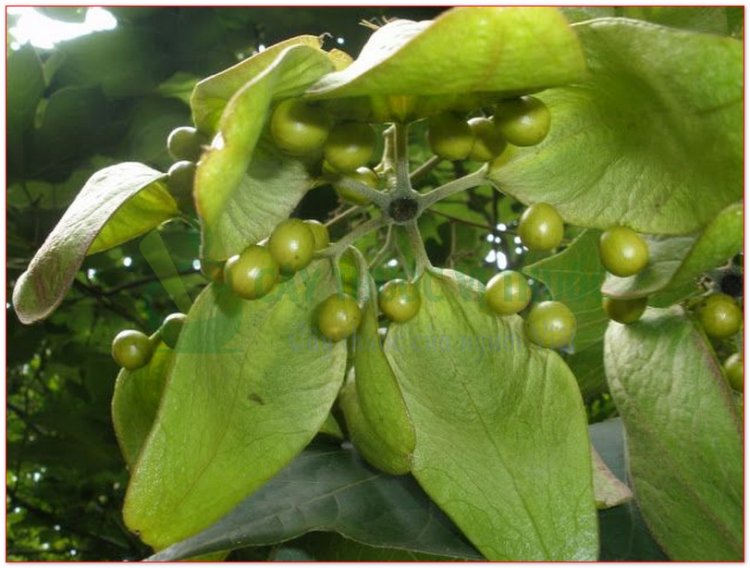 Ngô đồng, Tơ đồng, Ngô đồng, Trôm đơn, Bo rừng, Bo xanh (Firmiana simplex, Sterculia platanifolia)