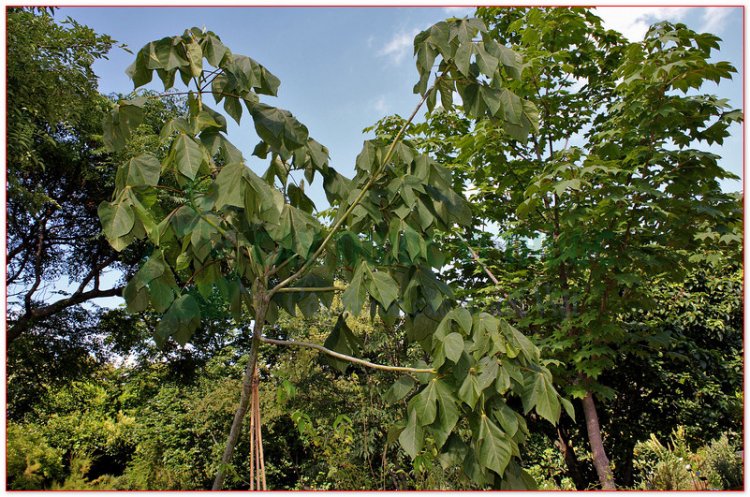 Ngô đồng, Tơ đồng, Ngô đồng, Trôm đơn, Bo rừng, Bo xanh (Firmiana simplex, Sterculia platanifolia)