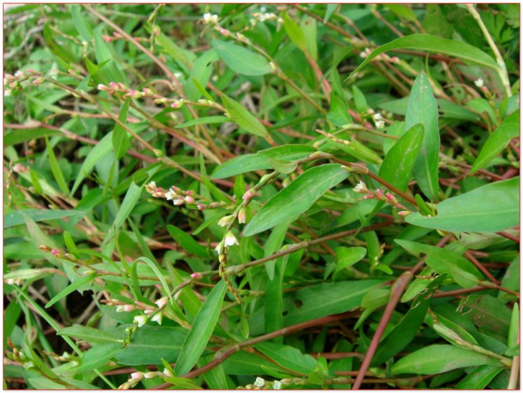 Nghể, thủy liễu, rau nghể (Polygonum hydropiper L. Persicaria hydropiper (L.) Spoch)