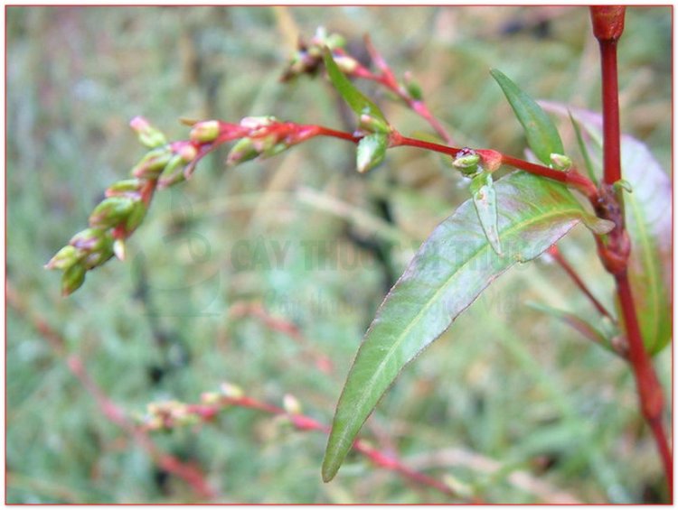 Nghể, thủy liễu, rau nghể (Polygonum hydropiper L. Persicaria hydropiper (L.) Spoch)