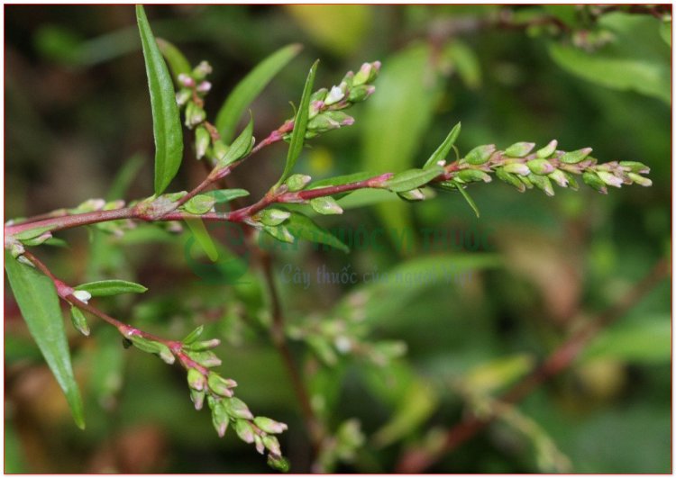 Nghể, thủy liễu, rau nghể (Polygonum hydropiper L. Persicaria hydropiper (L.) Spoch)