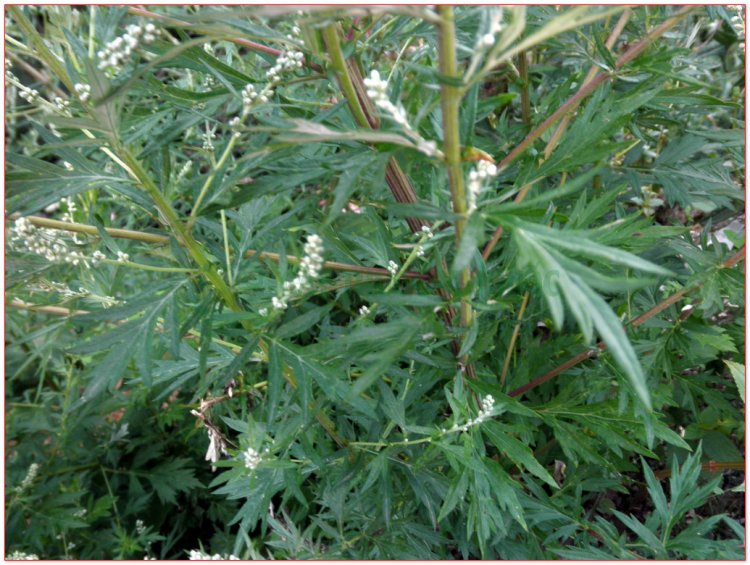 Ngải cứu, cây thuốc cứu, cây thuốc cao, ngải điệp (Artemisia vulgaris L.)