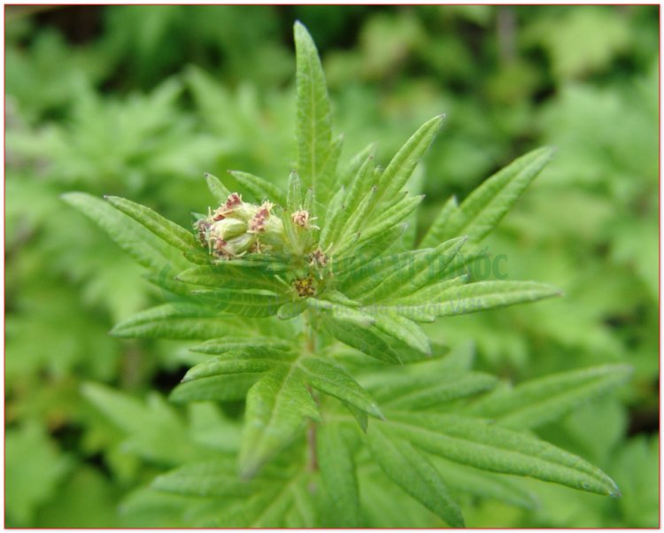 Ngải cứu, cây thuốc cứu, cây thuốc cao, ngải điệp (Artemisia vulgaris L.)