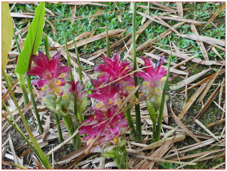 Nga truật, ngải tím, tam nại, bồng truật, nghệ đen (Curcuma zedoaria Rose. (Curcuma zerumbet Roxb))