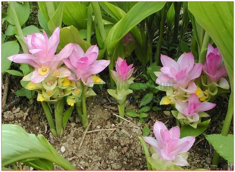 Nga truật, ngải tím, tam nại, bồng truật, nghệ đen (Curcuma zedoaria Rose. (Curcuma zerumbet Roxb))