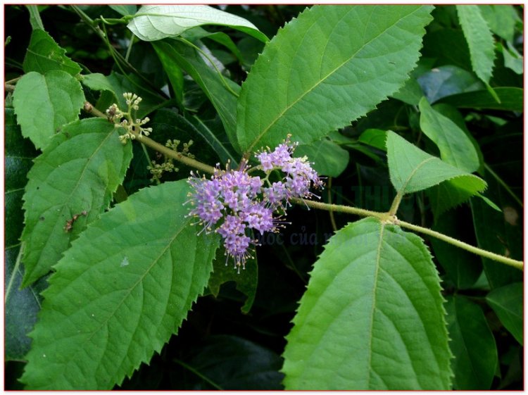 Nàng nàng, trứng ếch, trứng ốc, bọt ếch, nổ trắng, co phá mặc lăm (Callicarpa cana L)