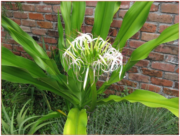 Náng hoa trắng, cây lá náng, văn thù lan, hoa náng, chuối nước, thập bát học sĩ (Crinum asiaticum L. (Crinum toxicarium Roxb.))