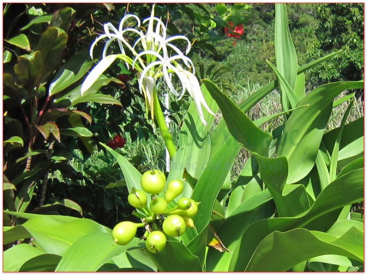 Náng hoa trắng, cây lá náng, văn thù lan, hoa náng, chuối nước, thập bát học sĩ (Crinum asiaticum L. (Crinum toxicarium Roxb.))