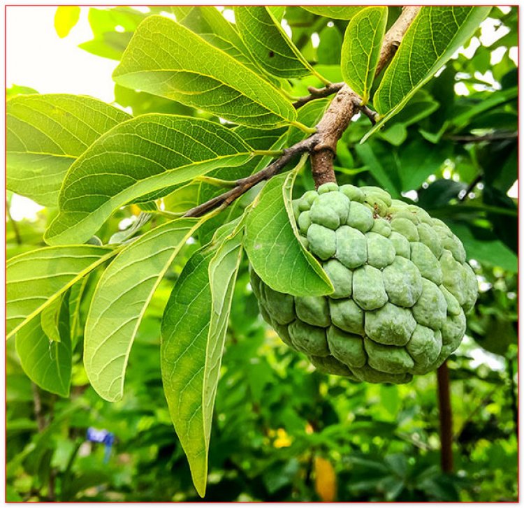 Cây Na còn gọi là sa lê, mãng cầu, mãng cầu dai, mãng cầu ta, phan lệ chi (Annona squamosa L)