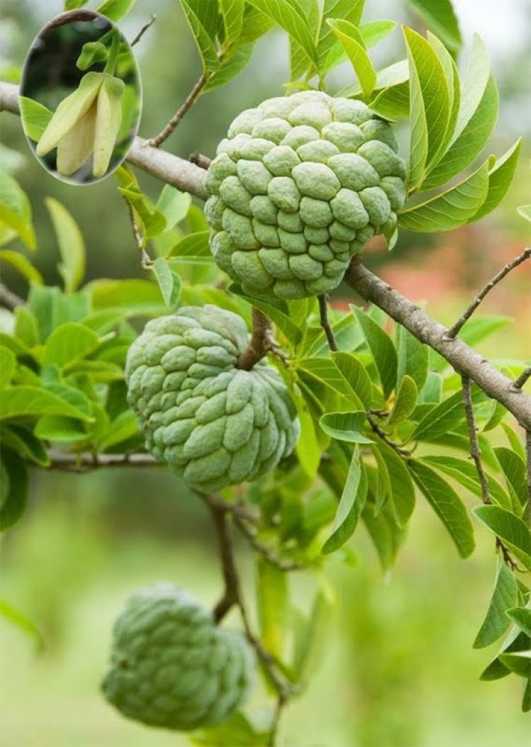 Cây Na còn gọi là sa lê, mãng cầu, mãng cầu dai, mãng cầu ta, phan lệ chi (Annona squamosa L)