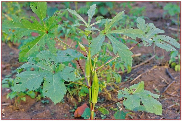 Mướp tây còn gọi là đậu bắp, bông vàng, bắp chà, thảo cà phê (Hibiscus esculentus L. (Albelmoschus esculenlus Wight et Am.))