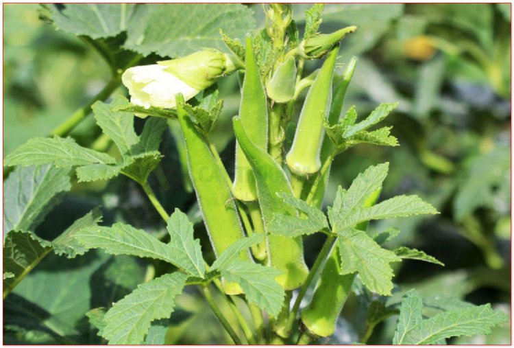 Mướp tây còn gọi là đậu bắp, bông vàng, bắp chà, thảo cà phê (Hibiscus esculentus L. (Albelmoschus esculenlus Wight et Am.))