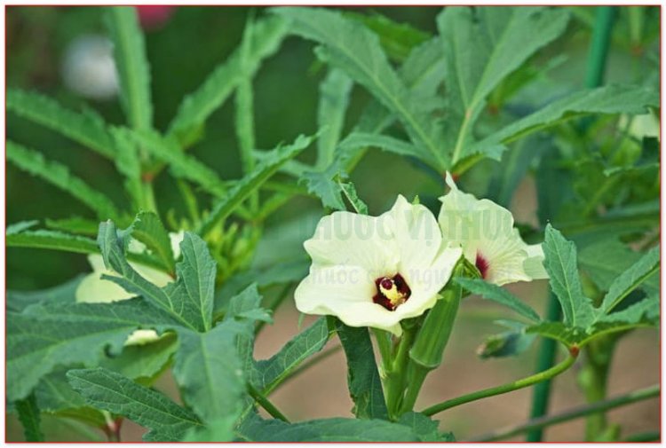 Mướp tây còn gọi là đậu bắp, bông vàng, bắp chà, thảo cà phê (Hibiscus esculentus L. (Albelmoschus esculenlus Wight et Am.))