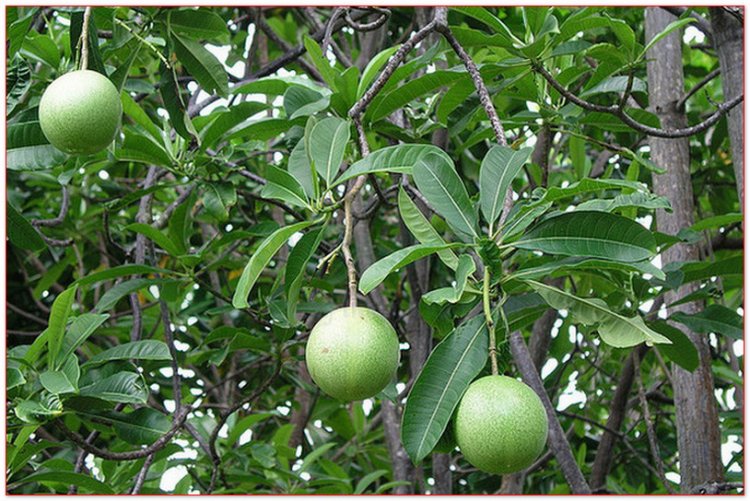 Cây mướp sát còn gọi là sơn dương tử, hải qua tử, da krapur (Cerbera odollam Gaertn (Cerbera manghas L., Tanghinia odollam G. Don))