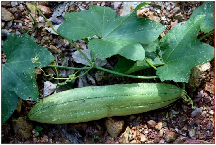 Mướp còn gọi lá mướp hương, ty qua, thiên ty qua, bố ty, ty lạc (Luffa cylindrica (L.) Roem, (Momordica cylindrica L.))