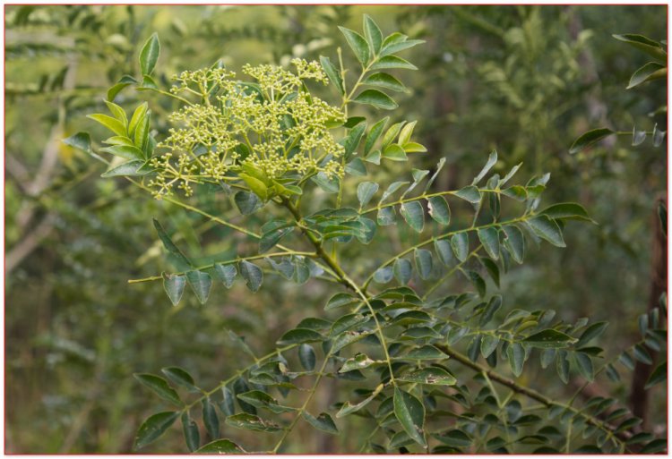 Muồng truổng, màn tàn, sen lai, tần tiêu, buồn chuồn, mú tương (Zanthoxylum avicennae (Lamk.) DC (Fagara avicennae Lamk., Zanthoxylum herculis Lour.))