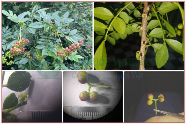 Giới thiệu về chi Muồng Truổng ( ZANTHOXYLUM  L.) và các loài làm thuốc ở Việt Nam