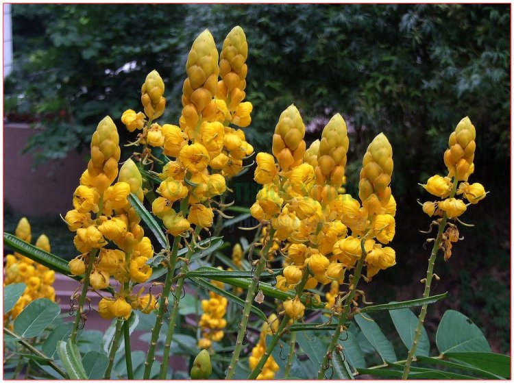 Muồng trâu, trong bhang, ana drao bhao, dâng het, tâng hét, dang hét khmoch (Cassia alata L., (Cassia bracteata L., Cassia herpetica Jacq.))