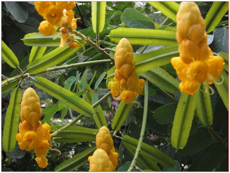 Muồng trâu, trong bhang, ana drao bhao, dâng het, tâng hét, dang hét khmoch (Cassia alata L., (Cassia bracteata L., Cassia herpetica Jacq.))