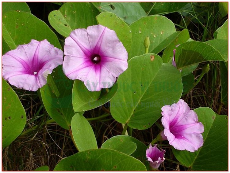 Muống biển (Ipomoea biloba Forsk (Ipomoea maritima R. Br., Convolvulus pescaproe L. Batatas maritima Bojer.))