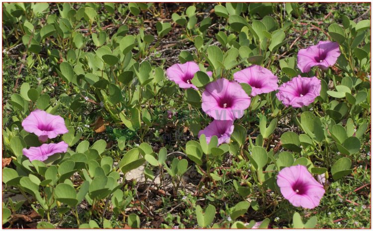 Muống biển (Ipomoea biloba Forsk (Ipomoea maritima R. Br., Convolvulus pescaproe L. Batatas maritima Bojer.))