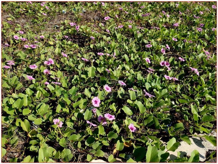 Muống biển (Ipomoea biloba Forsk (Ipomoea maritima R. Br., Convolvulus pescaproe L. Batatas maritima Bojer.))