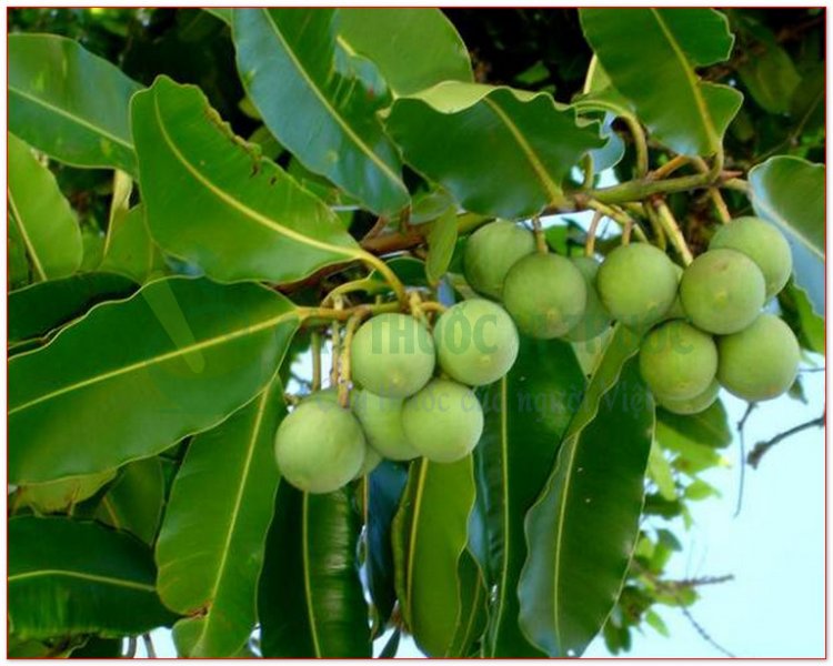 Mù u, đồng hồ, khung tung, khchyong (Calophyllum inophyllum L., Balsamaria inophyllum Lour.)