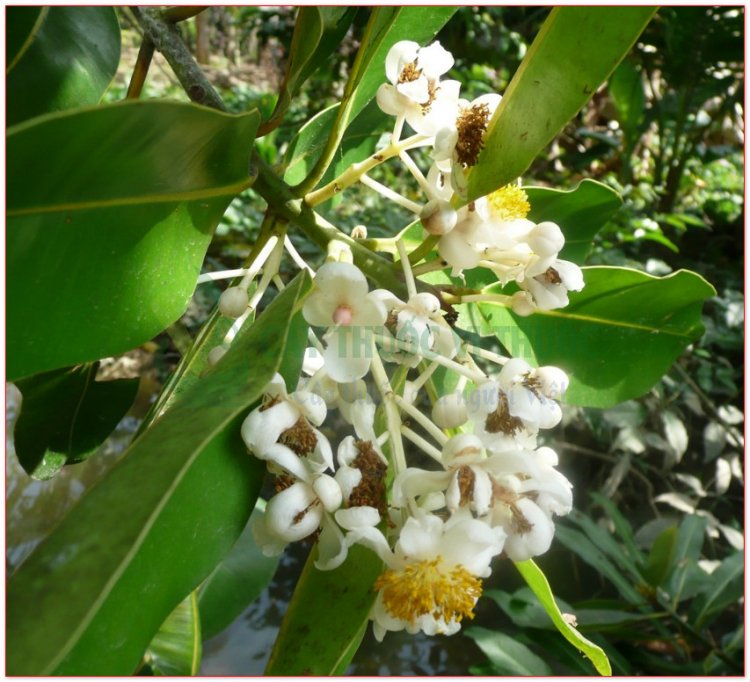 Mù u, đồng hồ, khung tung, khchyong (Calophyllum inophyllum L., Balsamaria inophyllum Lour.)