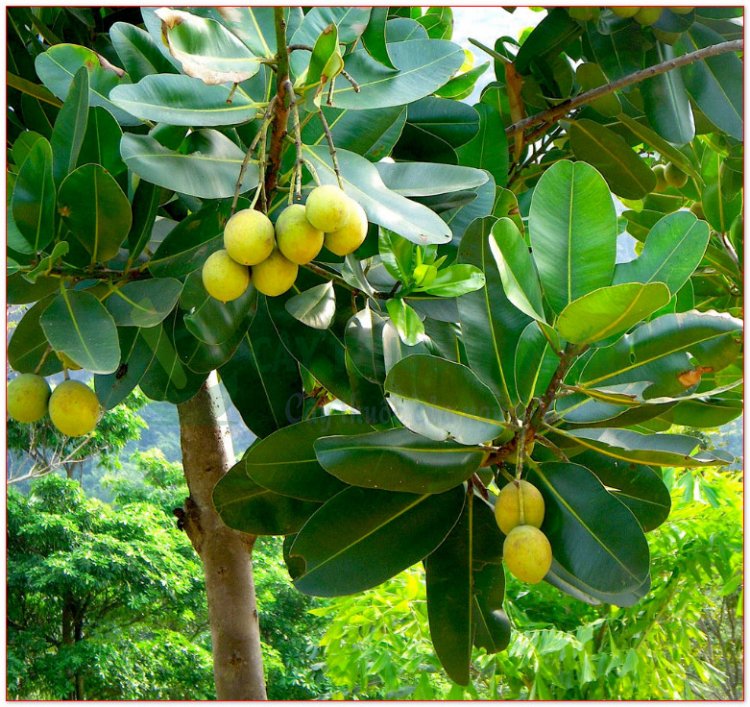 Mù u, đồng hồ, khung tung, khchyong (Calophyllum inophyllum L., Balsamaria inophyllum Lour.)