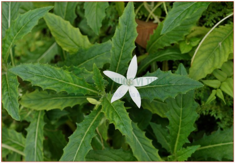 Lỗ danh, cây mù mắt, cây hoa dài (Isotoma longiflora Presl., Lobelia longifloia Willd., Laurentia longiflora)