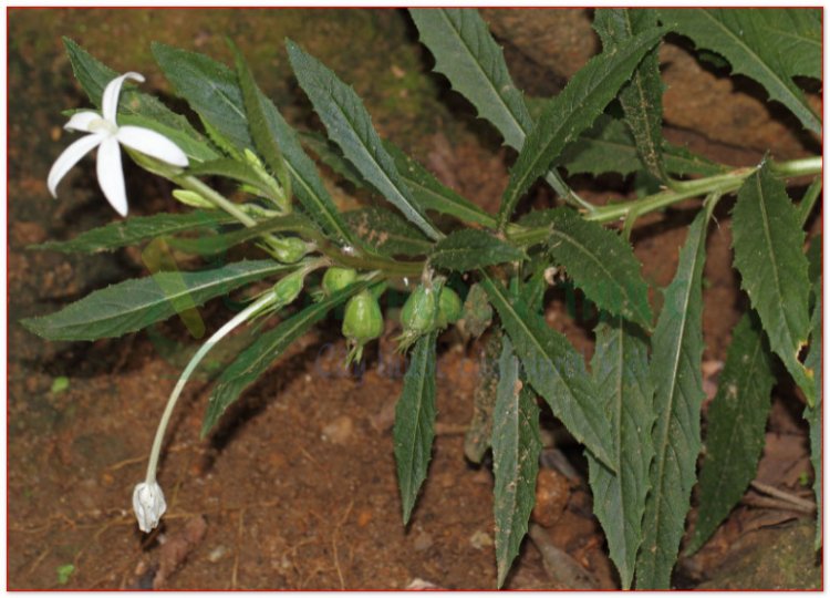 Lỗ danh, cây mù mắt, cây hoa dài (Isotoma longiflora Presl., Lobelia longifloia Willd., Laurentia longiflora)