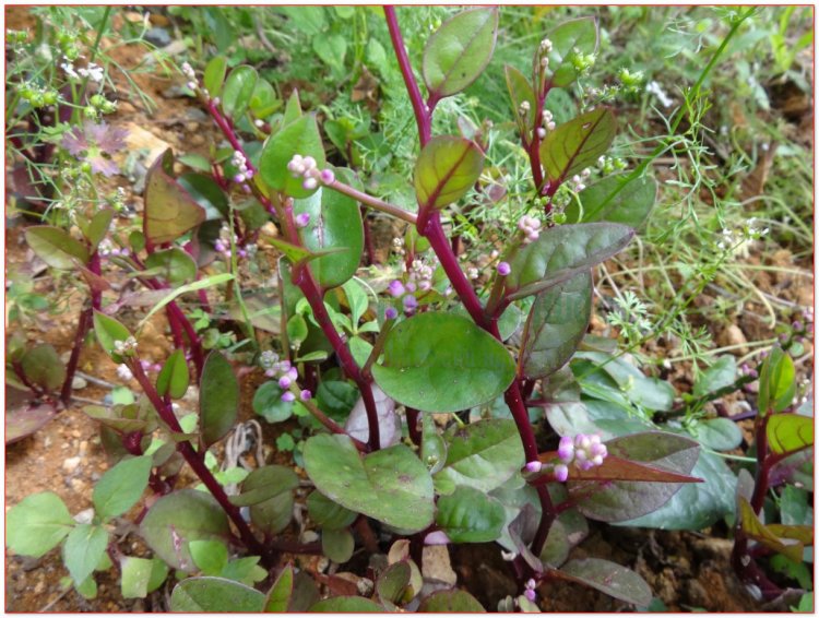 Mồng tơi, mồng tơi đỏ, mồng tơi tía, lạc quỳ, phak pang (Basella rubra L, Basella alba L.)