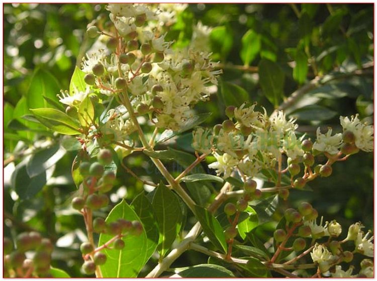 Móng tay, cây lá móng tay, móng tay nhuộm, chỉ giáp hoa, tán mạt hoa, kok khau khao youak, khoa thiên (Lawsonia inermis L., Lawsonia spinosa L.)